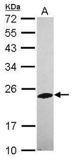 PHOSPHO2 Antibody in Western Blot (WB)