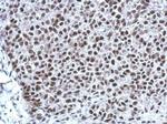 THAP11 Antibody in Immunohistochemistry (Paraffin) (IHC (P))
