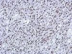THAP11 Antibody in Immunohistochemistry (Paraffin) (IHC (P))