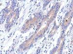 C12orf41 Polyclonal Antibody