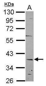 C12orf41 Antibody in Western Blot (WB)