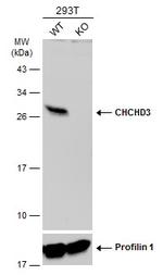 CHCHD3 Antibody in Western Blot (WB)