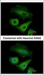OLFML3 Polyclonal Antibody