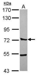 CTTNBP2NL Antibody in Western Blot (WB)