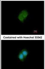ANKS3 Antibody in Immunocytochemistry (ICC/IF)