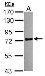 ANKS3 Antibody in Western Blot (WB)