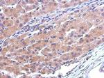 CATSPERB Antibody in Immunohistochemistry (Paraffin) (IHC (P))