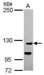 CATSPERB Antibody in Western Blot (WB)