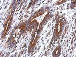 TEKT4 Polyclonal Antibody