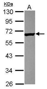 TEKT4 Antibody in Western Blot (WB)