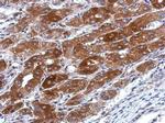 TMEM66 Antibody in Immunohistochemistry (Paraffin) (IHC (P))