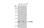 TMEM66 Antibody in Western Blot (WB)