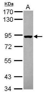 SEC23B Antibody in Western Blot (WB)