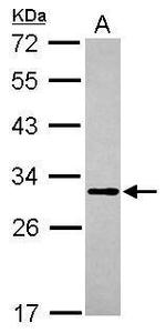 MTG1 Antibody in Western Blot (WB)