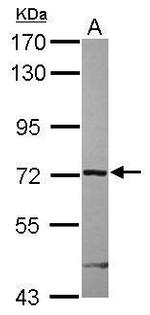 ARHGAP9 Antibody in Western Blot (WB)
