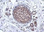 ARS2 Antibody in Immunohistochemistry (Paraffin) (IHC (P))