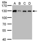 ARS2 Antibody in Western Blot (WB)