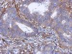 PABPC5 Antibody in Immunohistochemistry (Paraffin) (IHC (P))