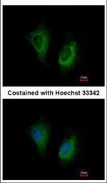 MOSC2 Polyclonal Antibody