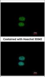 EFHC2 Polyclonal Antibody