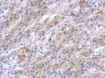 EFHC2 Antibody in Immunohistochemistry (Paraffin) (IHC (P))