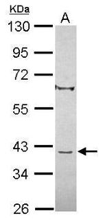 C8orf48 Antibody in Western Blot (WB)