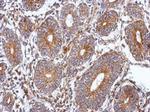 SPAG8 Polyclonal Antibody