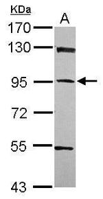 PPFIBP1 Antibody in Western Blot (WB)