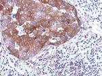 PSG9 Antibody in Immunohistochemistry (Paraffin) (IHC (P))