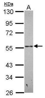 PSG9 Antibody in Western Blot (WB)