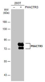 PHACTR3 Polyclonal Antibody