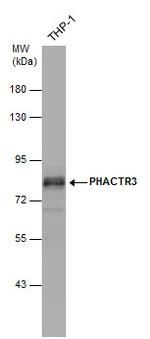 PHACTR3 Antibody in Western Blot (WB)