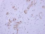 SYAP1 Antibody in Immunohistochemistry (Paraffin) (IHC (P))