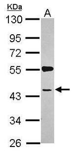 SYAP1 Antibody in Western Blot (WB)