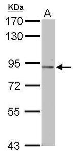 PODN Antibody in Western Blot (WB)