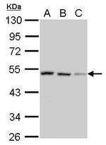 SH3GLB2 Antibody in Western Blot (WB)