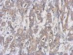 UXS1 Antibody in Immunohistochemistry (Paraffin) (IHC (P))