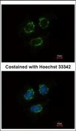 TTLL10 Polyclonal Antibody