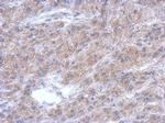 ALS2CR12 Antibody in Immunohistochemistry (Paraffin) (IHC (P))