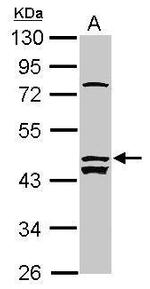 ALS2CR12 Antibody in Western Blot (WB)