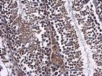 WDR24 Antibody in Immunohistochemistry (Paraffin) (IHC (P))