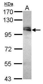 WDR24 Antibody in Western Blot (WB)