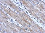 CCDC17 Polyclonal Antibody