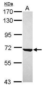 CKAP4 Antibody in Western Blot (WB)