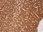 C4orf14 Polyclonal Antibody