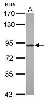 C4orf14 Antibody in Western Blot (WB)