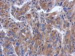 CWF19L1 Polyclonal Antibody