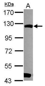 BOP1 Antibody in Western Blot (WB)
