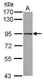 TARS2 Antibody in Western Blot (WB)