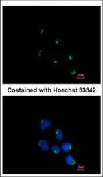 GCC1 Polyclonal Antibody